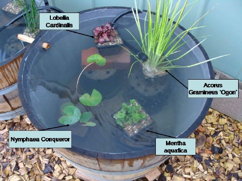 Transformation d'une demi barrique en bassin - Santonine - Plantes