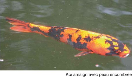 Soins des Kois -Formation aux blessures et parasites carpes KOI