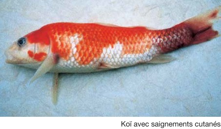 Soins des Kois -Formation aux blessures et parasites carpes KOI